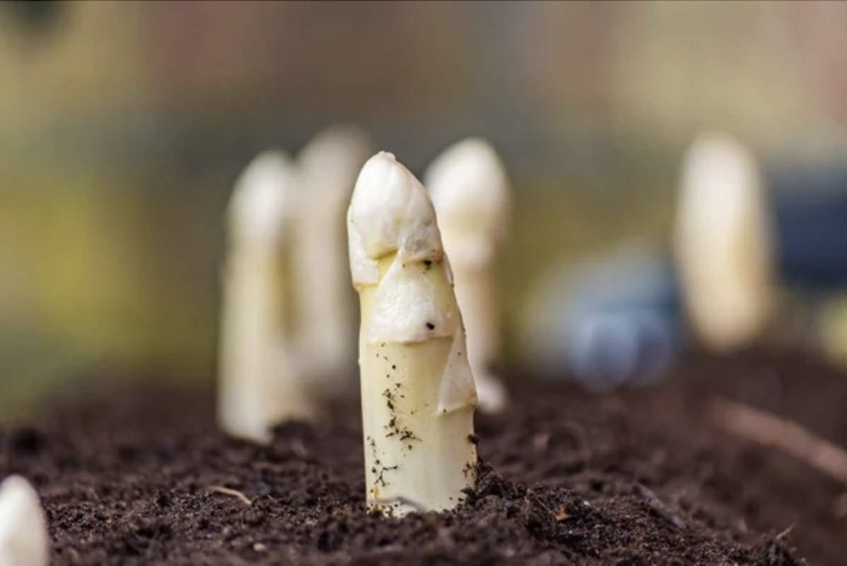 De aspergeteelt in een notendop